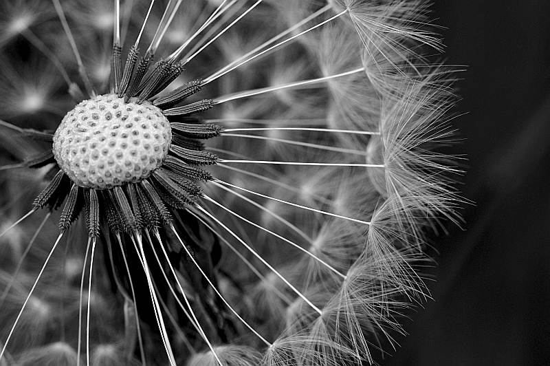 Uli Brderlin "Pusteblume"