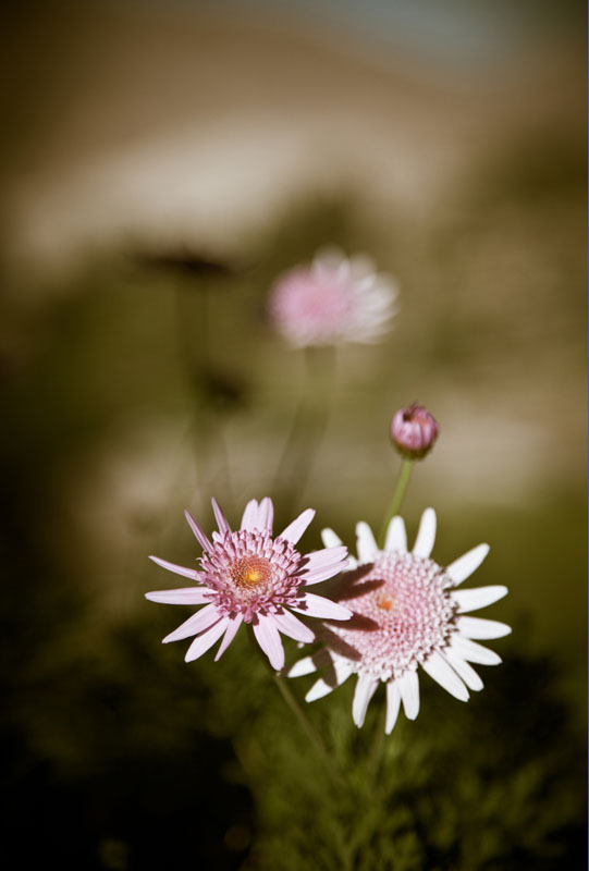 Christoph Rau "Andenblumen"