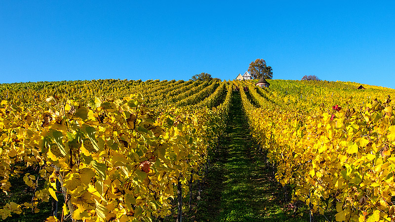 Uli Brderlin "Der Weg zum Wein"