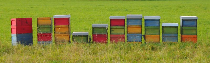 Wolfgang Hartwig "Bienenstcke"