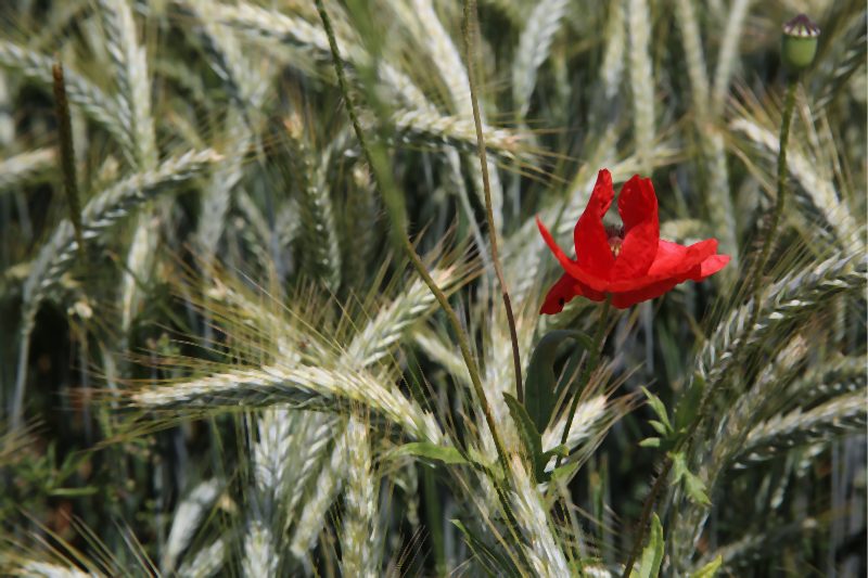 Karl Schweicker "Mohn im Kornfeld"