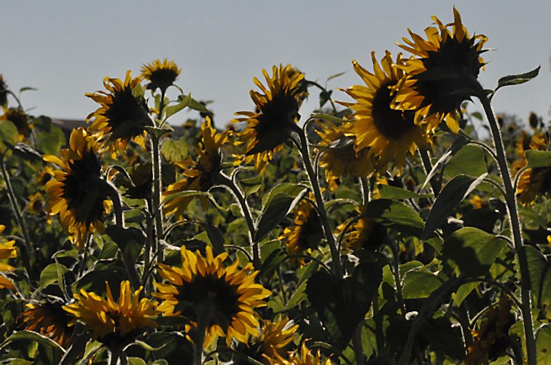 Heinz Epting "Sonnenblumen"