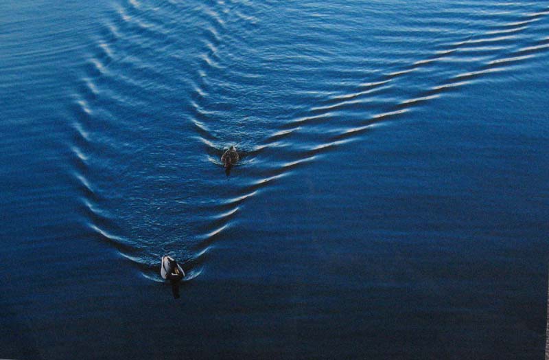 Volker Thierer "Enten"