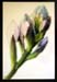 Monika Gl�ckler