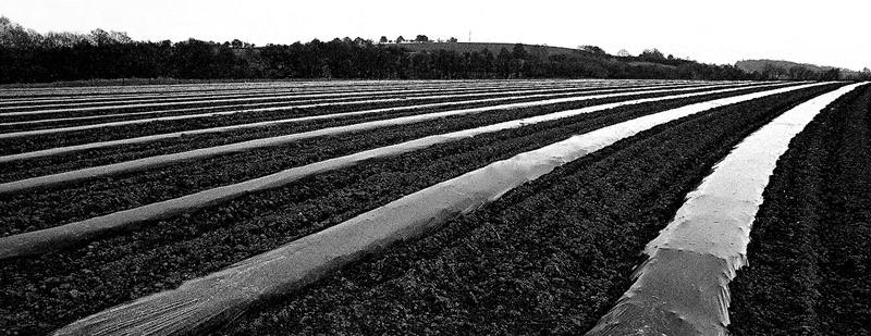 Werner Peppel  "Feld"