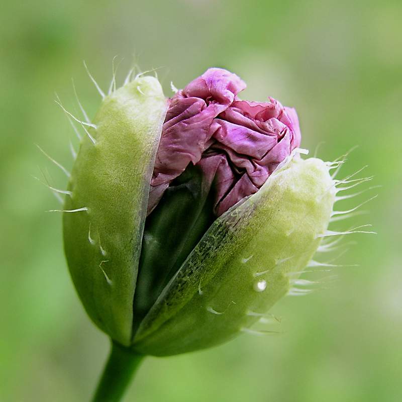 Monika Gl�ckler "Mohn"