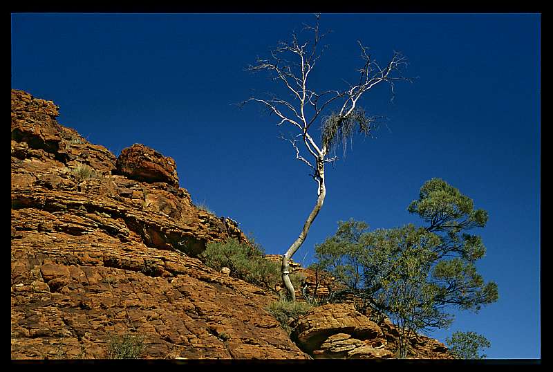 Gerda Frscher  "Weisser Baum in Australien"