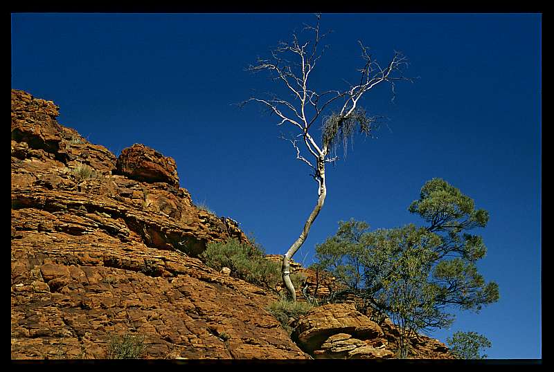 Gerda Fr�scher  "Weisser Baum in Australien"