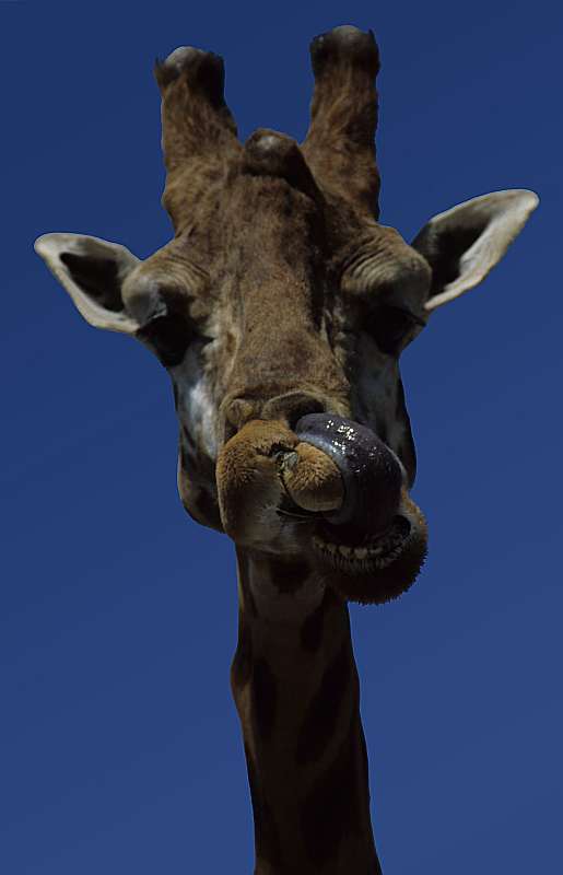 Heinz Epting "Giraffe"