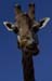 Heinz Epting Giraffe