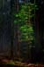 7_Peppel_Baum