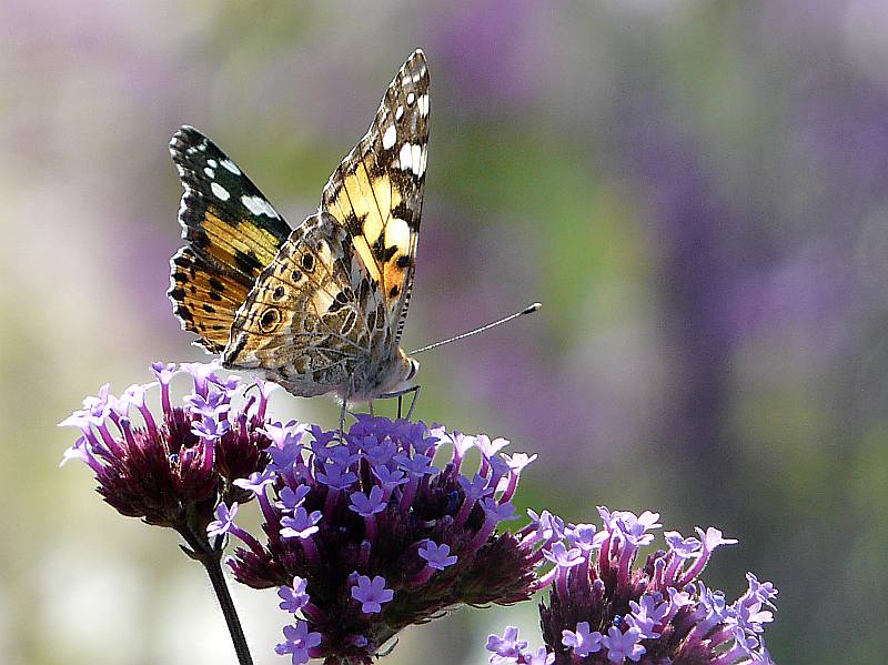Renate Reiter "Schmetterling"