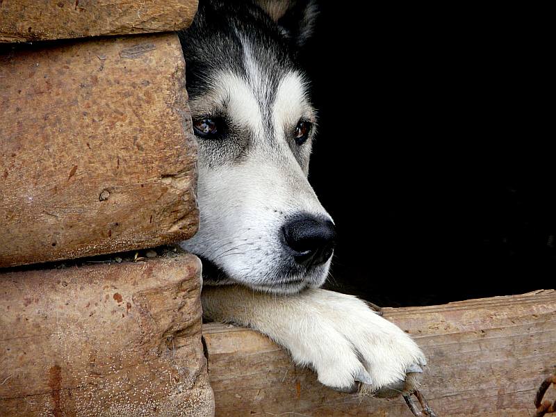Helga Mayr "Hundekopf"