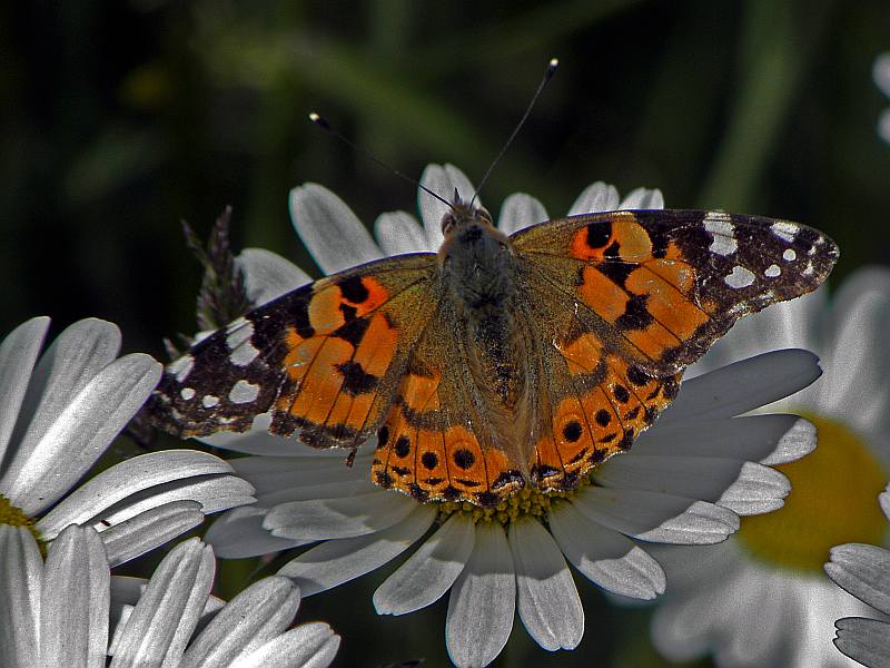 Claus-Stefan Fessler "Schmetterling"