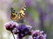 Renate Reiter "Schmetterling"