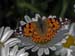 Claus-Stefan Fessler "Schmetterling"