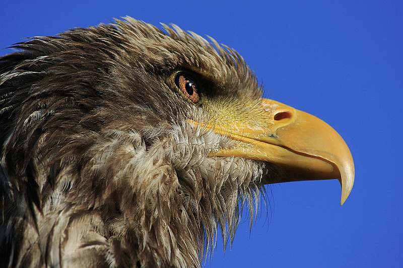 J�rgen Breit "Adler"