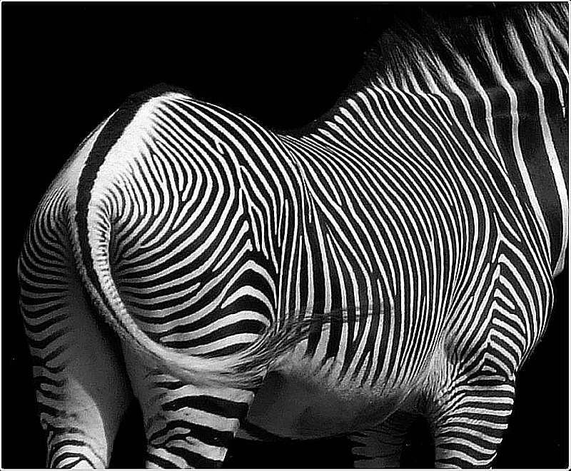 Werner Peppel "Zebra"