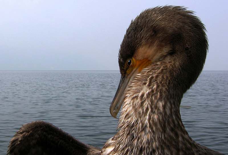 J�rgen Breit "Kormoran"