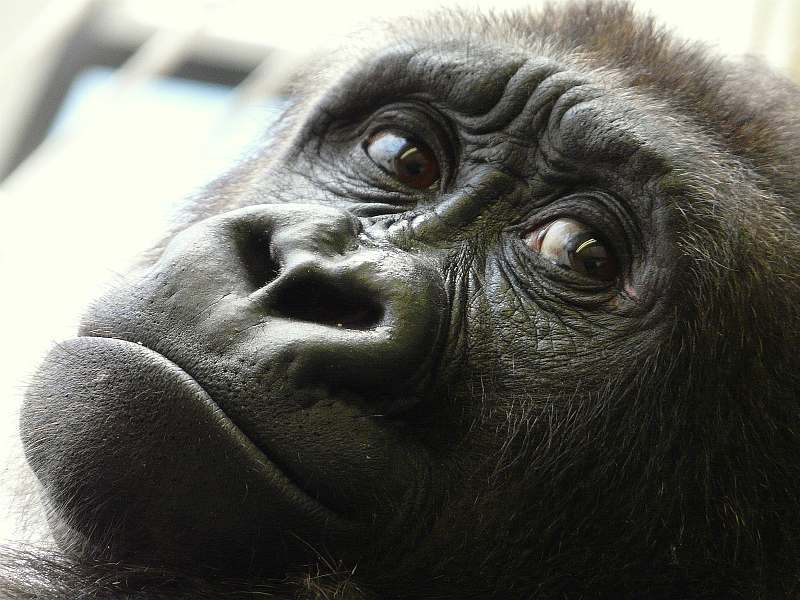 Helga Mayr "Gorilla"