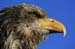 J�rgen Breit "Adler"