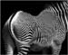 Werner Peppel "Zebra"