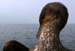 J�rgen Breit "Kormoran"