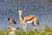Herr Br�derlin "Springbock"