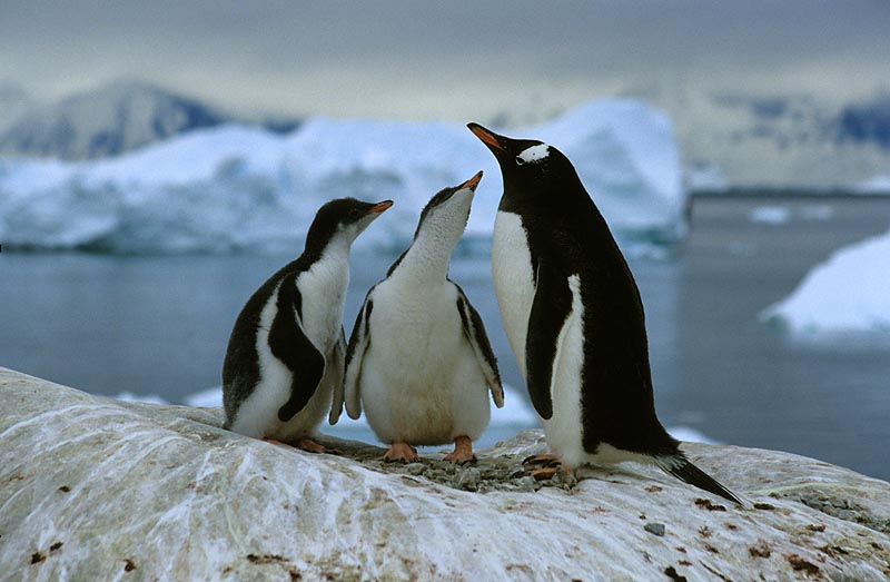 Gerda Fr�scher "Pinguine"