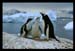 Gerda Froescher Pinguine