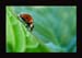 Monika Gl�ckler