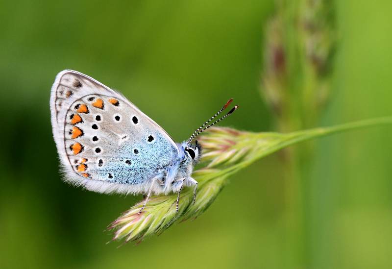 Harald Gall "Bluling"