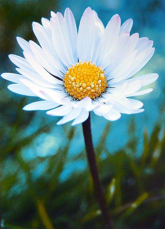 Monika Gl�ckler "Blume"