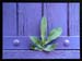 Monika Gl�ckler Blatt