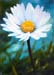 4_Gloeckler_Blume