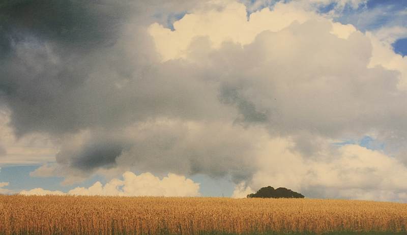 Gustl Tham "Kornfeld"