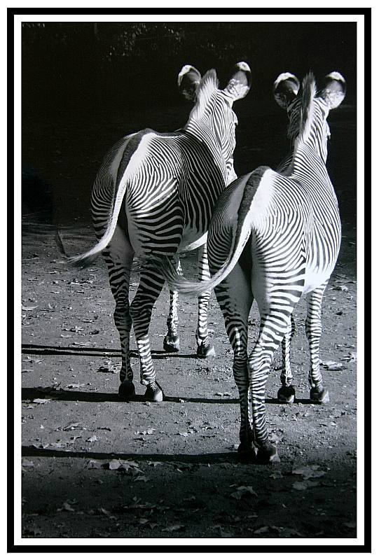 Heinz Epting "Zebra"