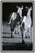 03_Heinz_Epting_Zebra