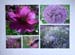 4_Renate _Reiter_Blumen