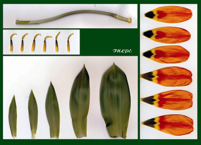 Valentin Oszkiel "Tulpe seziert"