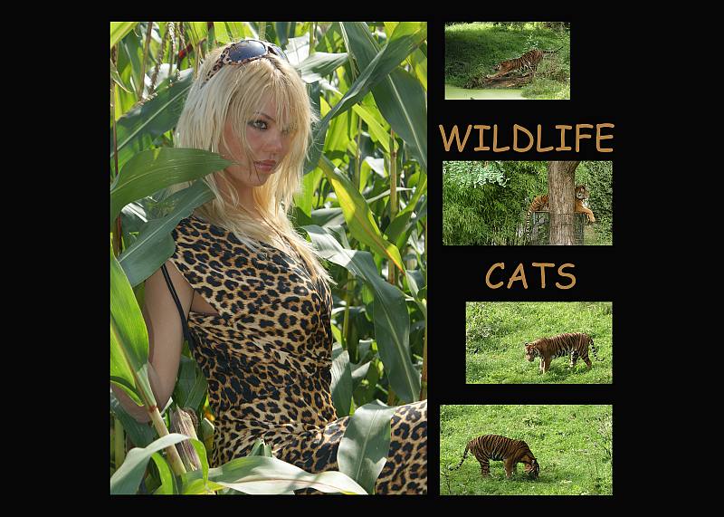 Monika Gl�ckler "Wildlife"