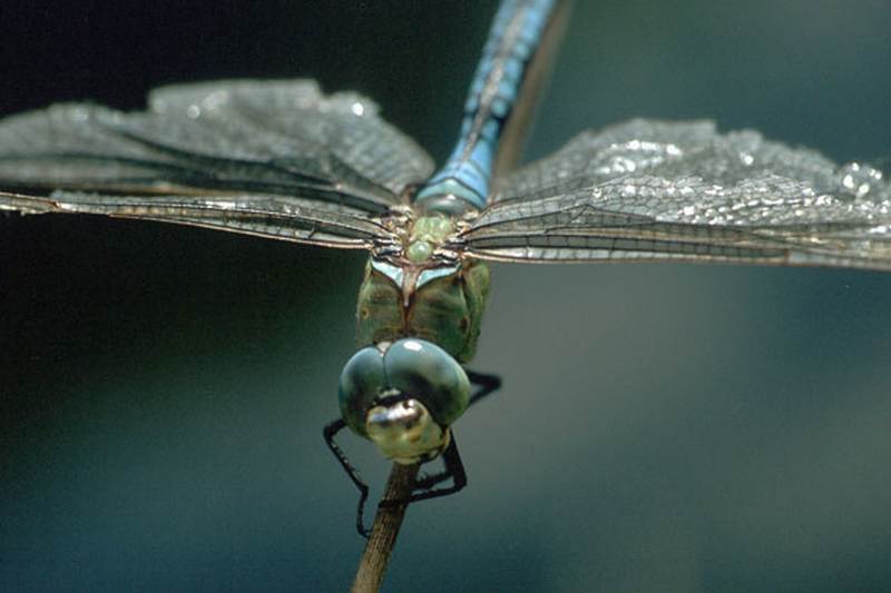 Gustl Tham "Libelle"