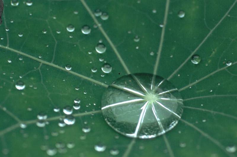 Gustl Tham "Wassertropfen"