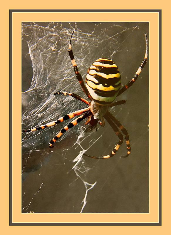 Heinz Epting "Spinne"