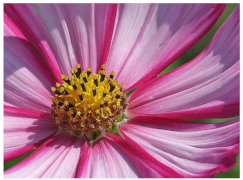 02_Werner_Peppel_Cosmea