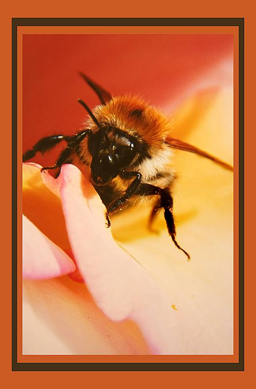 Heinz Epting "Hummel"