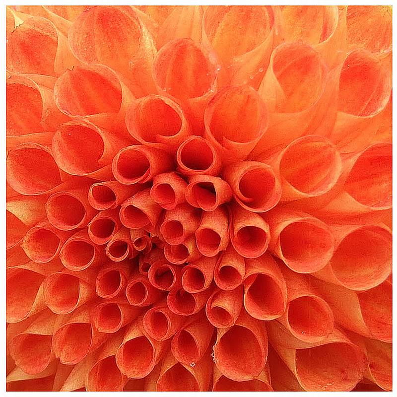 Werner Peppel "R�hrenbl�ten"