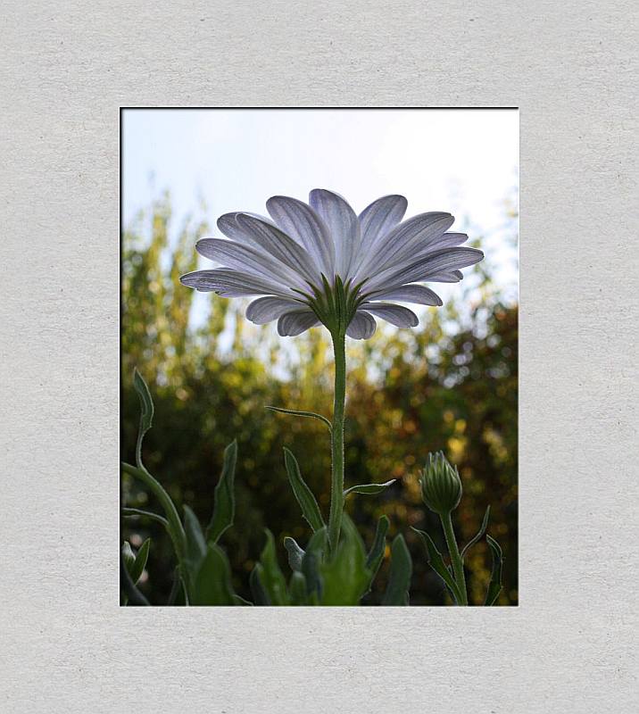 Beate Wurm "Margerite"