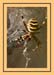 01_Heinz_Epting_Spinne
