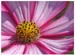 02_Werner_Peppel_Cosmea